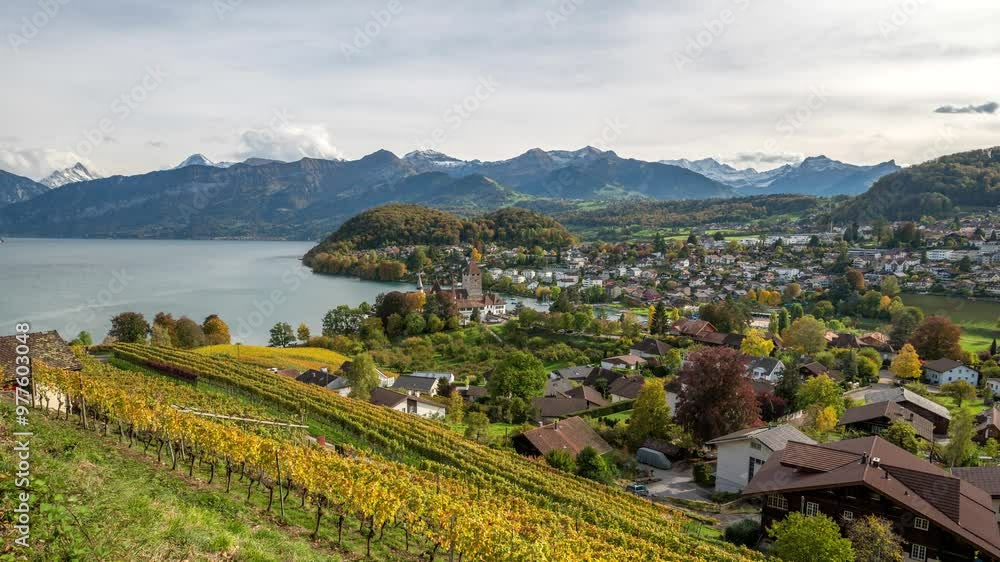 Spiez Switzerland time lapse city skyline at Lake Thun and vineyard in autumn season Spiez Switzerland time lapse city skyline at Lake Thun and vineyard in autumn season