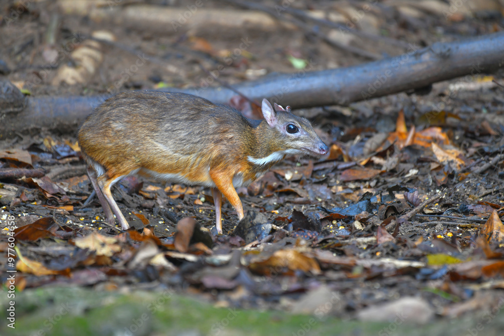Mouse-deer, Chevrotain find food on the ground wildlife watching in the forest. Mouse-deer, Chevrotain find food on the ground wildlife watching in the forest.