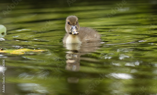 cute duckling in the pond, lovely woolly duckling on the lake, green light waves around duckling, chick in green water, lovely duckling in feather fluff