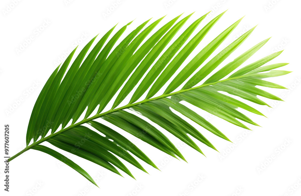 Green tropical palm leaf element Green tropical palm leaf element