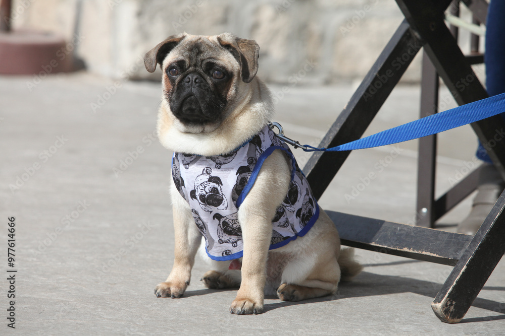 Obraz premium portrait of a cute pug dog, mops, outdoors on a leash wearing jacket 