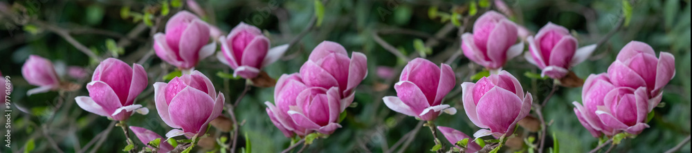 Magnolia pink flowers on flowering magnolia tree background.