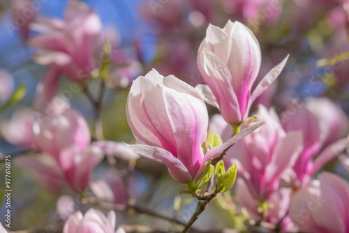 Magnolia pink flowers on flowering magnolia tree background.