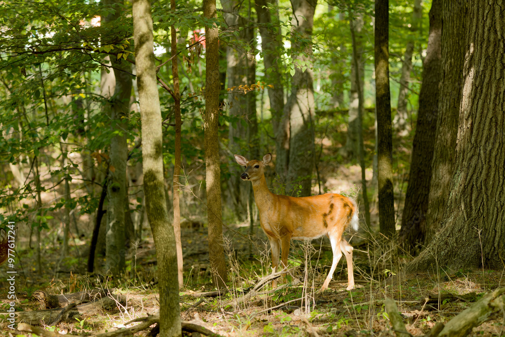 The white-tailed deer or Virginia deer (Odocoileus virginianus) Natural scene from Wisconsin state forest The white-tailed deer or Virginia deer (Odocoileus virginianus) Natural scene from Wisconsin state forest
