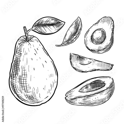 vector lineart handdrawn set collection of avocado fruit