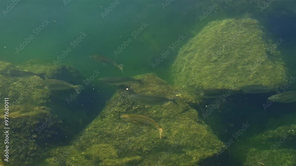Underwater Scene with Fish and Algae-Covered Rocks Underwater Scene with Fish and Algae-Covered Rocks