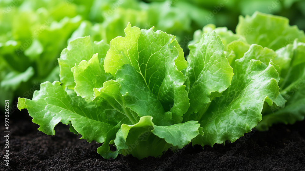 Macro shot of vibrant green lettuce leaves growing from dark, moist soil, bright sunlight shining through Macro shot of vibrant green lettuce leaves growing from dark, moist soil, bright sunlight shining through