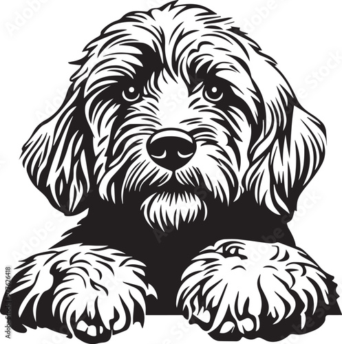 peeking goldendoodle dog