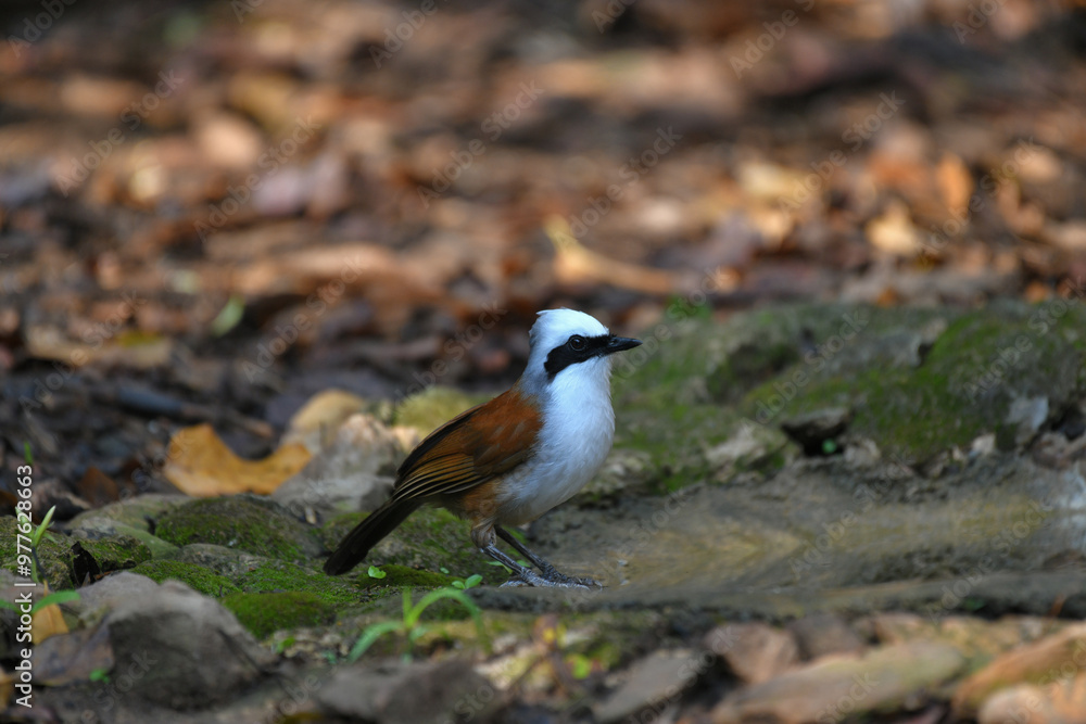 Obraz premium White-crested Laughing Thrush birdwatching in the forest.
