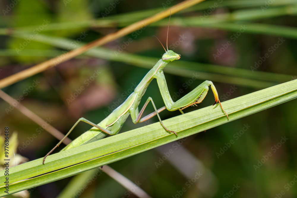 Praying Mantis - Gottesanbeterin