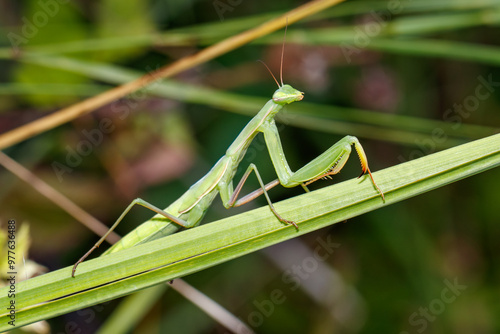 Obraz na płótnie Praying Mantis - Gottesanbeterin w salonie