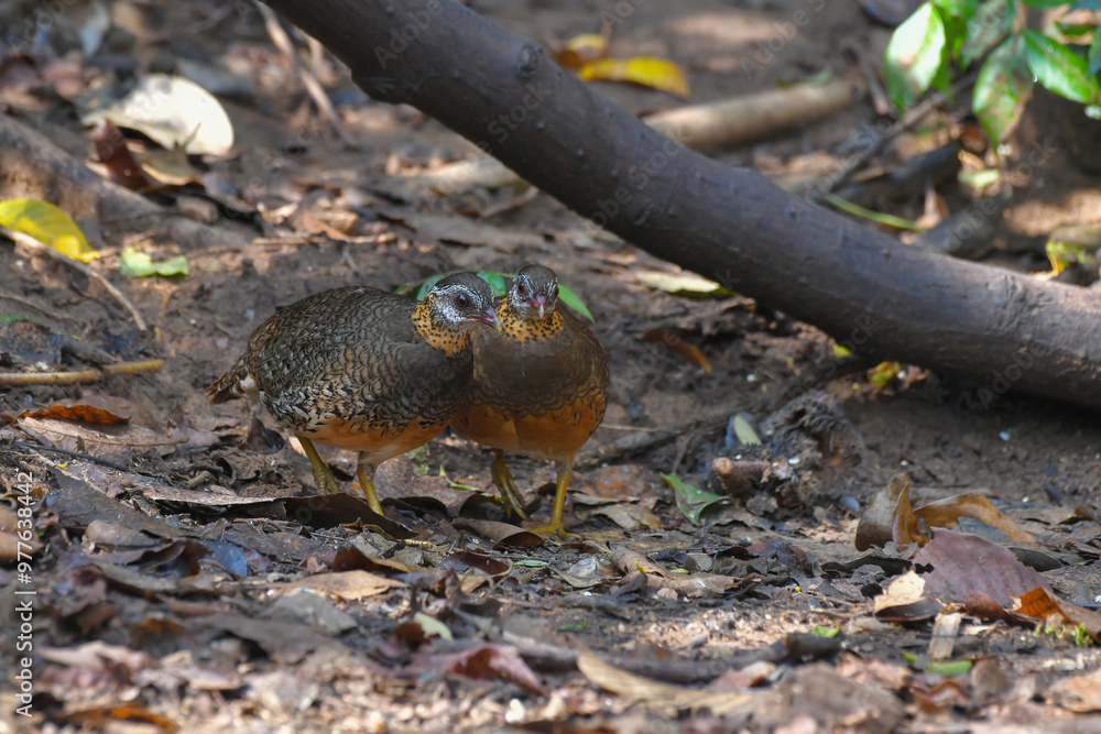 Green-legged partridge, Scaly-breasted partridge find food on the ground birdwatching in the forest. Green-legged partridge, Scaly-breasted partridge find food on the ground birdwatching in the forest.