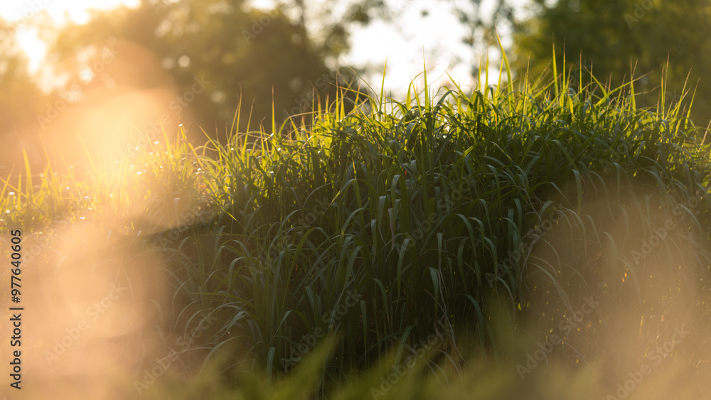 Beautiful ornamental grasses illuminated by the afternoon sun