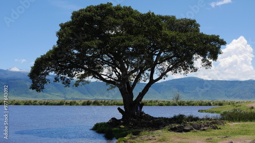 magnifique arbre de Tanzanie au bord d'un lac. Le seul arbre à la ronde, dans la savane.