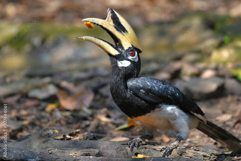 Obraz premium Oriental Pied Hornbill on the ground birdwatching in the forest.