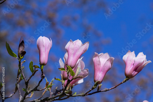 Magnolia pink flowers on flowering magnolia tree background.
