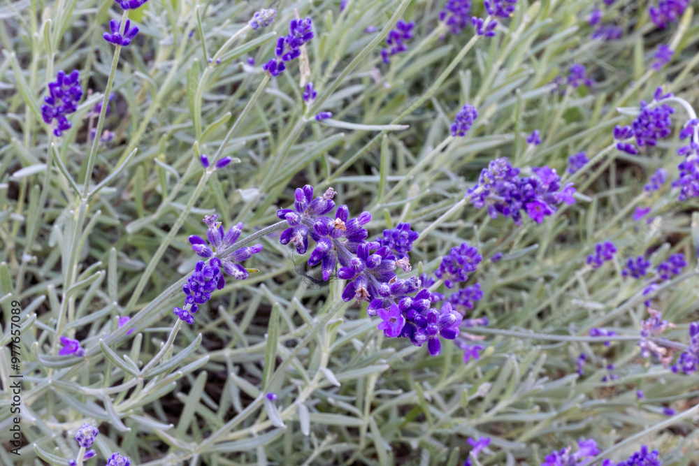 Obraz premium FONDO CUBIERTO. NATURAL. LAS PEQUEÑAS FLORES SON DE COLOR MORADO. 