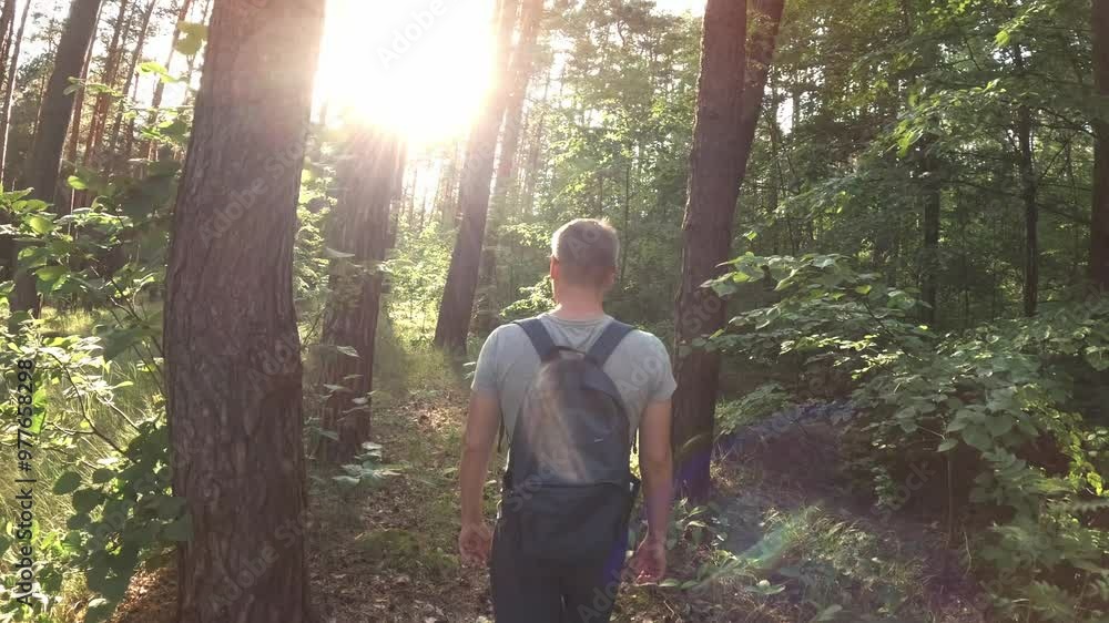 Back view of tourist man walks in pine summer forest in evening at sunset. Tourism travel and hike concept outdoors. Nature