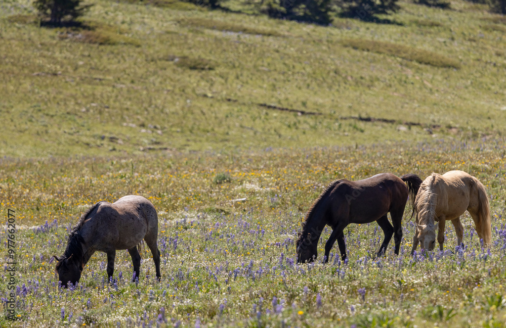 Fototapeta premium Wild Horses in Summer in the Pryor Mountains Montana 