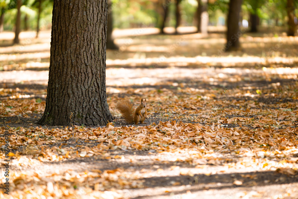 A squirrel among the fallen leaves. A squirrel among the fallen leaves.