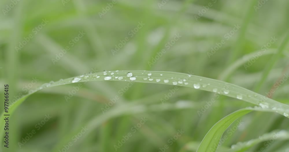 Close up water drops on leaves after heavy rain.Water drops reflect beautifully on the slender green leaves. Close up water drops on leaves after heavy rain.Water drops reflect beautifully on the slender green leaves.
