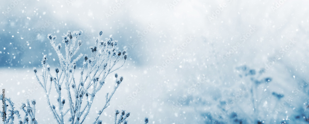 winter background with snow covered dry plants in forest on blurred background during snowfall winter background with snow covered dry plants in forest on blurred background during snowfall