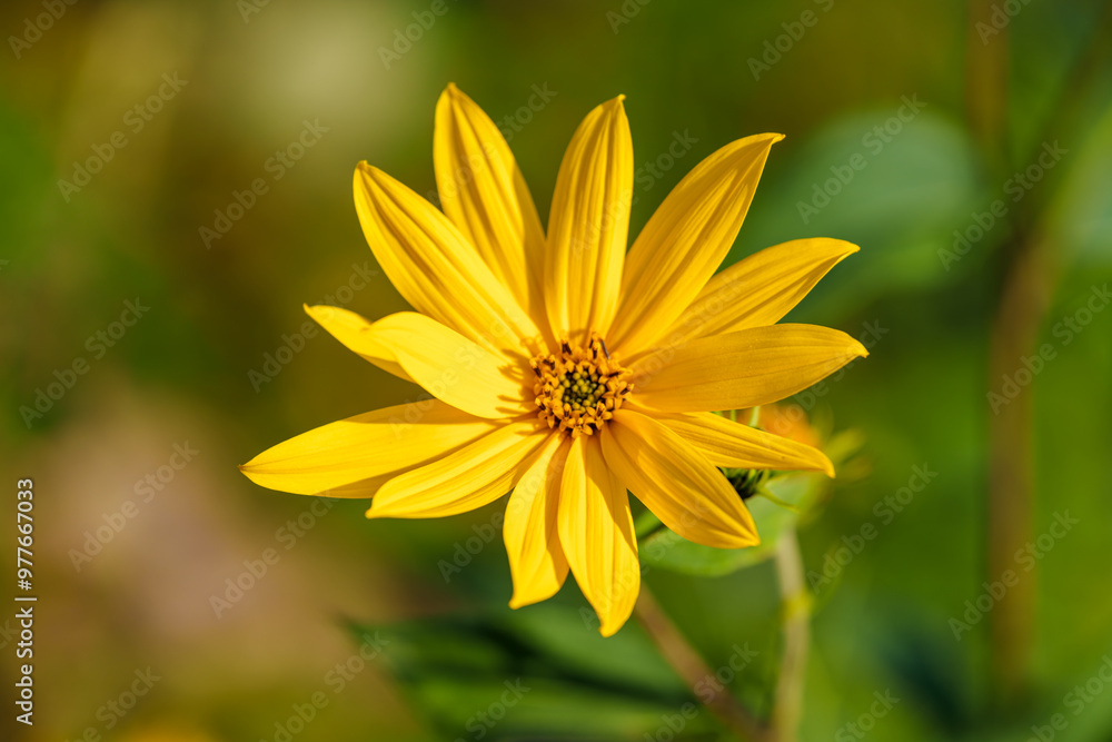 A vibrant display of bright yellow wildflowers is now in full bloom and captivating all, Topinambur A vibrant display of bright yellow wildflowers is now in full bloom and captivating all, Topinambur