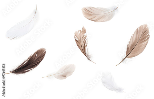 PNG Real feathers background white white background. photo