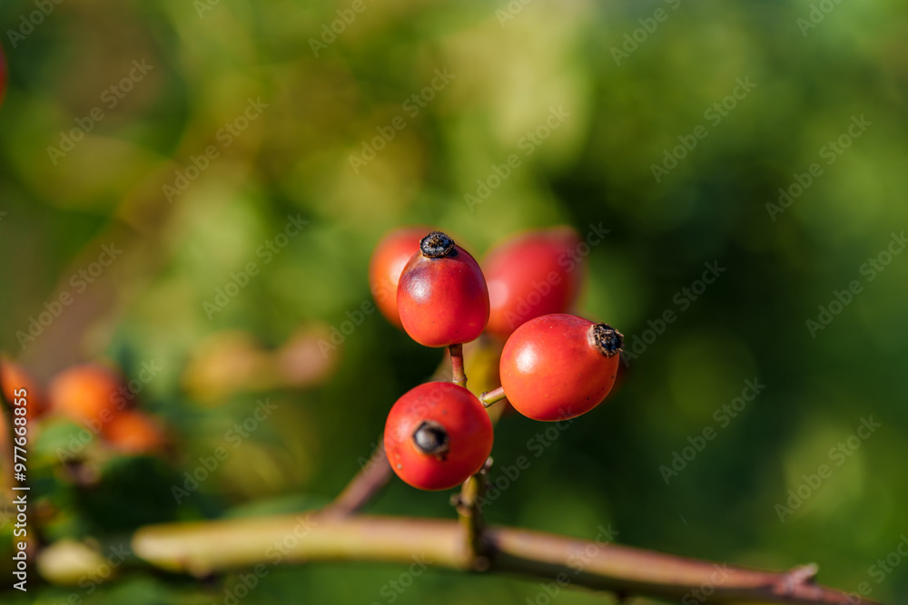 The red berries contrast beautifully with the lush green background, enhancing the scenery, Hagebutte The red berries contrast beautifully with the lush green background, enhancing the scenery, Hagebutte
