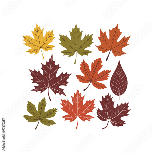 Design collection of maple leaves arranged on a white background.