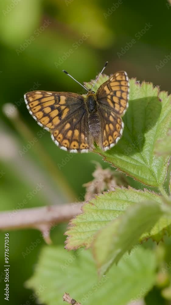 Duke of Burgundy Butterfly. Wings Open.
Duke of Burgundy Butterfly. Wings Open.