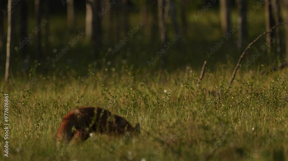 Finland wildlife. Red Fox, Vulpes vulpes, beautiful animal on green vegetation, cotton grass flower, in the forest, in the nature habitat, evening sun with nice light, Wildlife nature, Europe. Finland wildlife. Red Fox, Vulpes vulpes, beautiful animal on green vegetation, cotton grass flower, in the forest, in the nature habitat, evening sun with nice light, Wildlife nature, Europe.