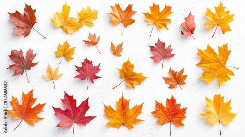 A group of colorful maple leaves on a white surface.