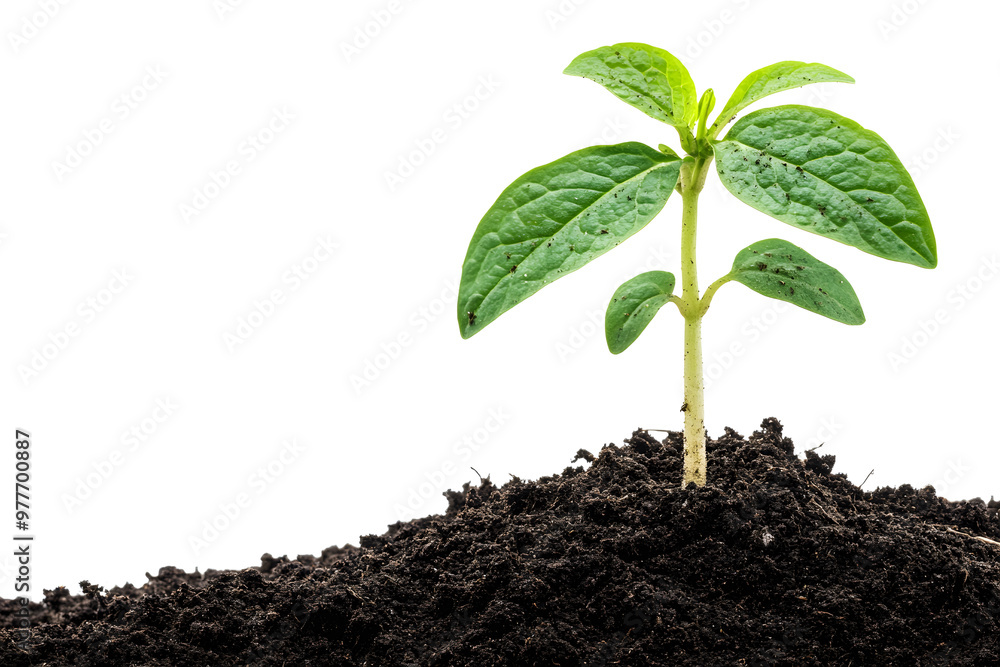 Young plant growing in soil isolated transparent background. PNG. Young plant growing in soil isolated transparent background. PNG.