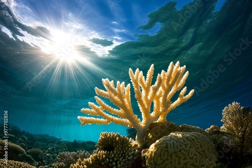 Fototapeta Naklejka Na Ścianę i Meble -  Calming coral reef gently swaying with the oceanâ€™s current, providing a serene underwater scene