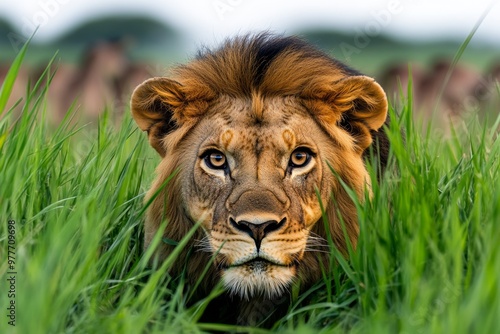 Kenya lion stalking silently through the tall grass, eyes fixed on a herd of gazelles in the distance photo