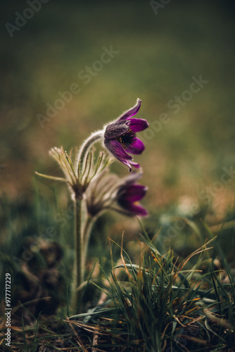 pasque-flower in the grass