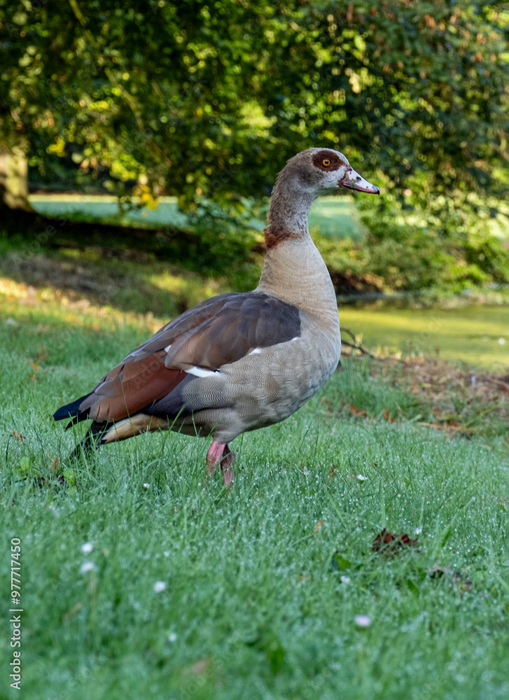 Bird duck wildlife park Den Haag Netherlands colourful farm Bird duck wildlife park Den Haag Netherlands colourful farm