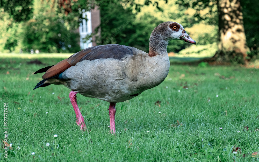 Obraz premium Bird duck wildlife park Den Haag Netherlands colourful farm