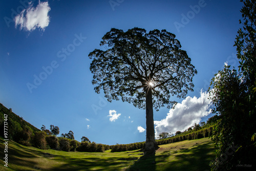 Jequitiba tree and bule sky