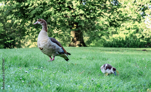 Bird duck wildlife park Den Haag Netherlands colourful farm