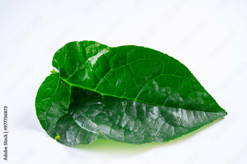 Obraz premium ツルムラサキの葉 