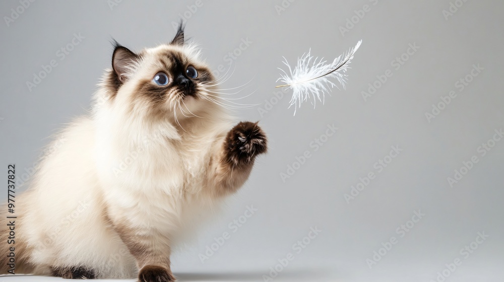 A Himalayan cat with a majestic coat, playfully swatting at a feather toy, with ample copy space around it to highlight its features A Himalayan cat with a majestic coat, playfully swatting at a feather toy, with ample copy space around it to highlight its features