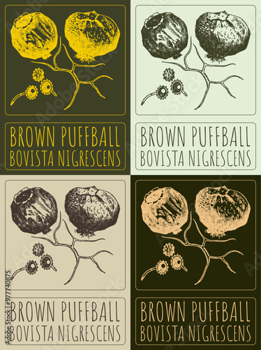 Set of vector drawing BROWN PUFFBALL in various colors. Hand drawn illustration. Latin name is BOVISTA NIGRESCENS.
