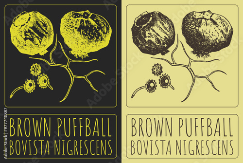Vector drawing BROWN PUFFBALL . Hand drawn illustration. Latin name is BOVISTA NIGRESCENS.
