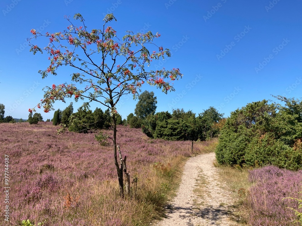 Landschaft in der Lüneburger Heide im Sommer
