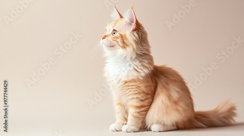 A playful Munchkin cat sitting on a light solid color background, showcasing its short legs and fluffy fur