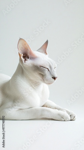 A serene Peterbald cat lounging comfortably, highlighting its elegant posture and facial expressions, set against a light solid color background photo