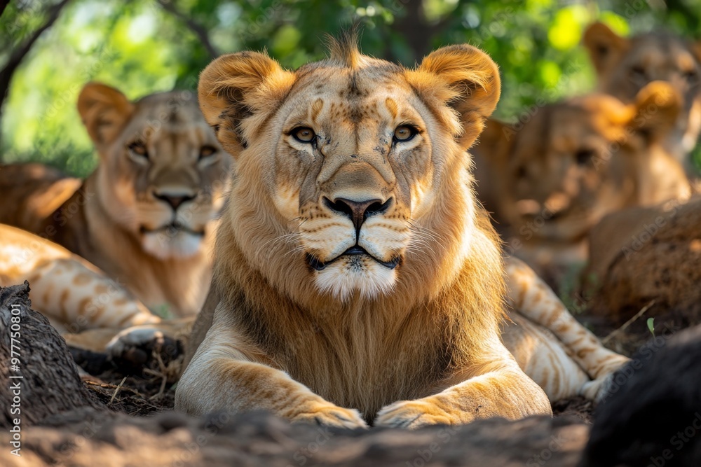 Kenya lion pride resting after a large meal, with full bellies and content expressions on their faces Kenya lion pride resting after a large meal, with full bellies and content expressions on their faces