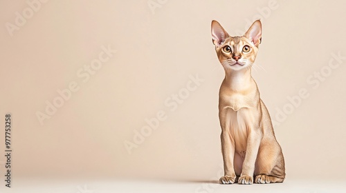 A playful Singapura cat with striking large ears, sitting gracefully on a light solid color background, showcasing its sleek and muscular build photo